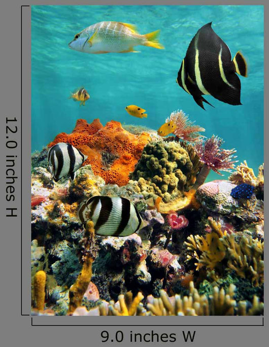 Coral Reef and Tropical
