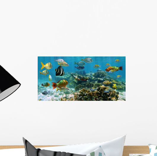 Panorama Coral Reef