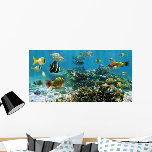 Panorama Coral Reef