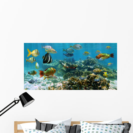 Panorama Coral Reef