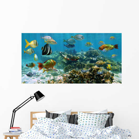 Panorama Coral Reef