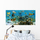 Panorama Coral Reef