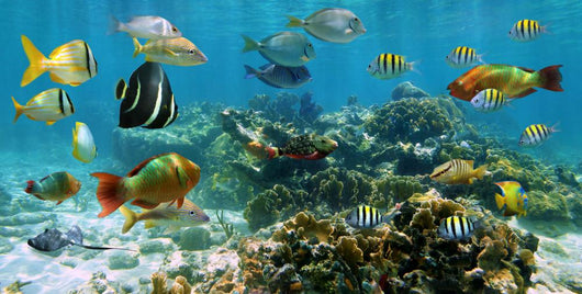 Panorama Coral Reef