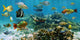 Panorama Coral Reef