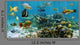 Panorama Coral Reef