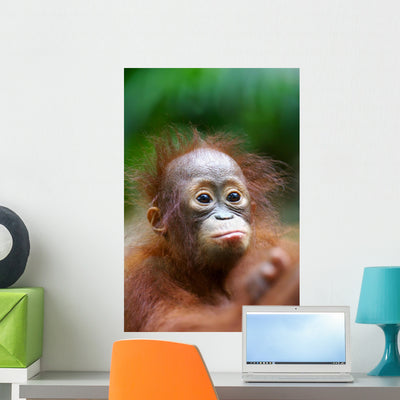 Orangutans shown on a wall