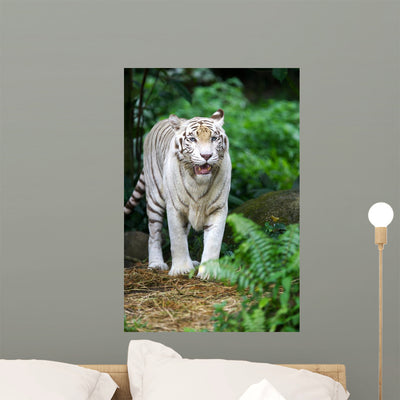 White Tiger Wall Mural shown on a wall