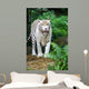 White Tiger Wall Mural