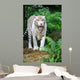White Tiger Wall Mural