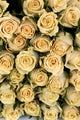 Cream Roses Wall Mural