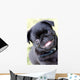 Black Pug Wall Mural