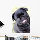 Black Pug Wall Mural