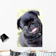 Black Pug Wall Mural