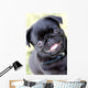 Black Pug Wall Mural