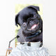 Black Pug Wall Mural