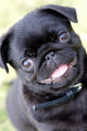 Black Pug Wall Mural