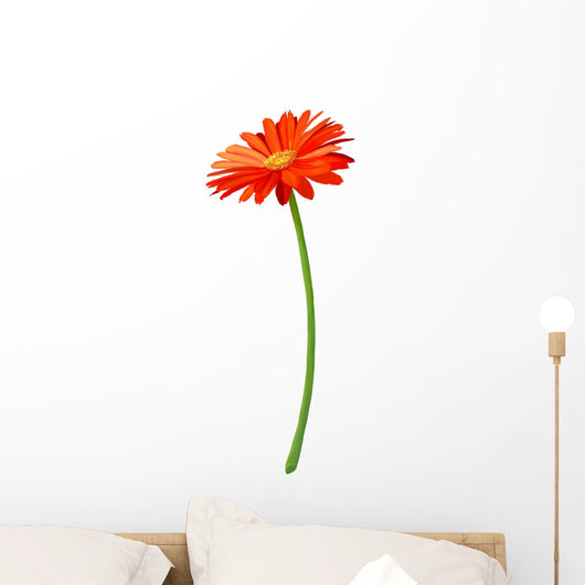 Fresh Orange Gerbera Flower