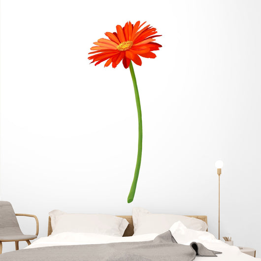 Fresh Orange Gerbera Flower