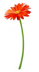 Fresh Orange Gerbera Flower