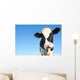 Holstein Cow against Blue