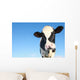 Holstein Cow against Blue