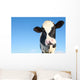 Holstein Cow against Blue