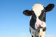 Holstein Cow against Blue