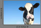 Holstein Cow against Blue