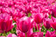 Lots Pink Tulips