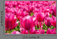Lots Pink Tulips