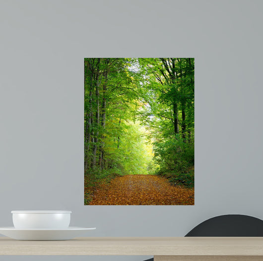 Forest Clearing