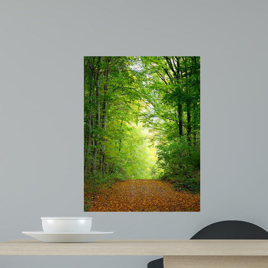 Forest Clearing
