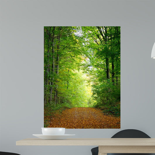 Forest Clearing