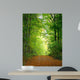 Forest Clearing