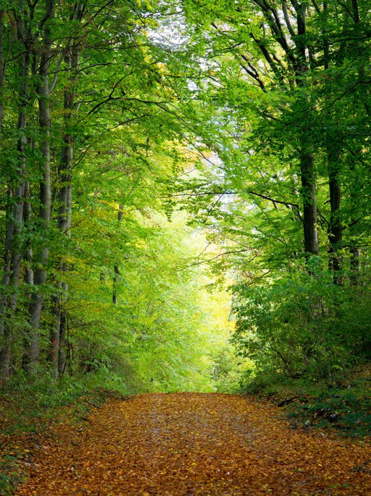 Forest Clearing