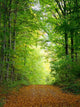 Forest Clearing