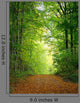 Forest Clearing