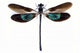 Dragonfly With Green and Brown Wings Wall Decal