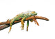 Lazy Iguana Lizard Wall Decal