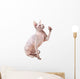 Hairless Sphinx Cat Wall Decal