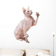 Hairless Sphinx Cat Wall Decal