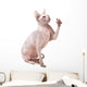 Hairless Sphinx Cat Wall Decal