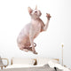 Hairless Sphinx Cat Wall Decal