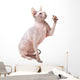 Hairless Sphinx Cat Wall Decal