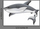 Generic Shark Illustration Wall Decal