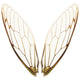 pairs of cicada wings Wall Decal
