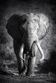 Elephant Bull Artistic Processing Wall Mural