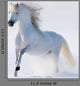 Galloping Snow-white Horse
