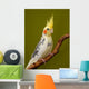 Cockatiel Parrot Wall Mural