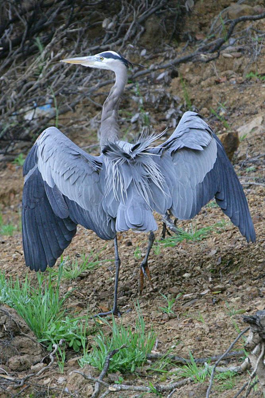 Outstretched Wings Wall Mural